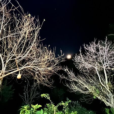 The Asgard Kasauli Bed and Breakfast Εξωτερικό φωτογραφία