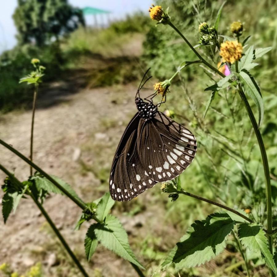 The Asgard Kasauli Bed and Breakfast Εξωτερικό φωτογραφία